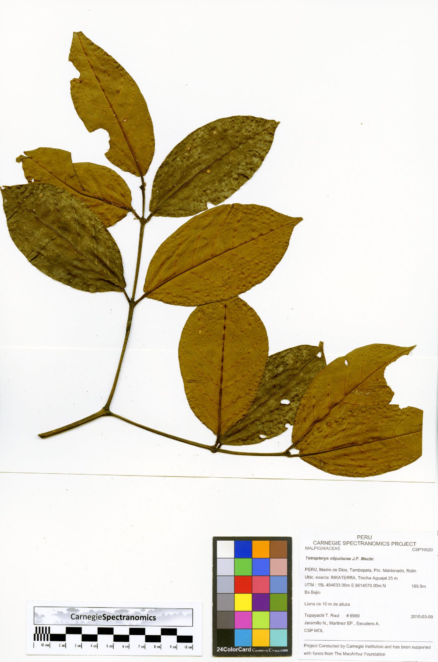 Tetrapterys stipulacea image