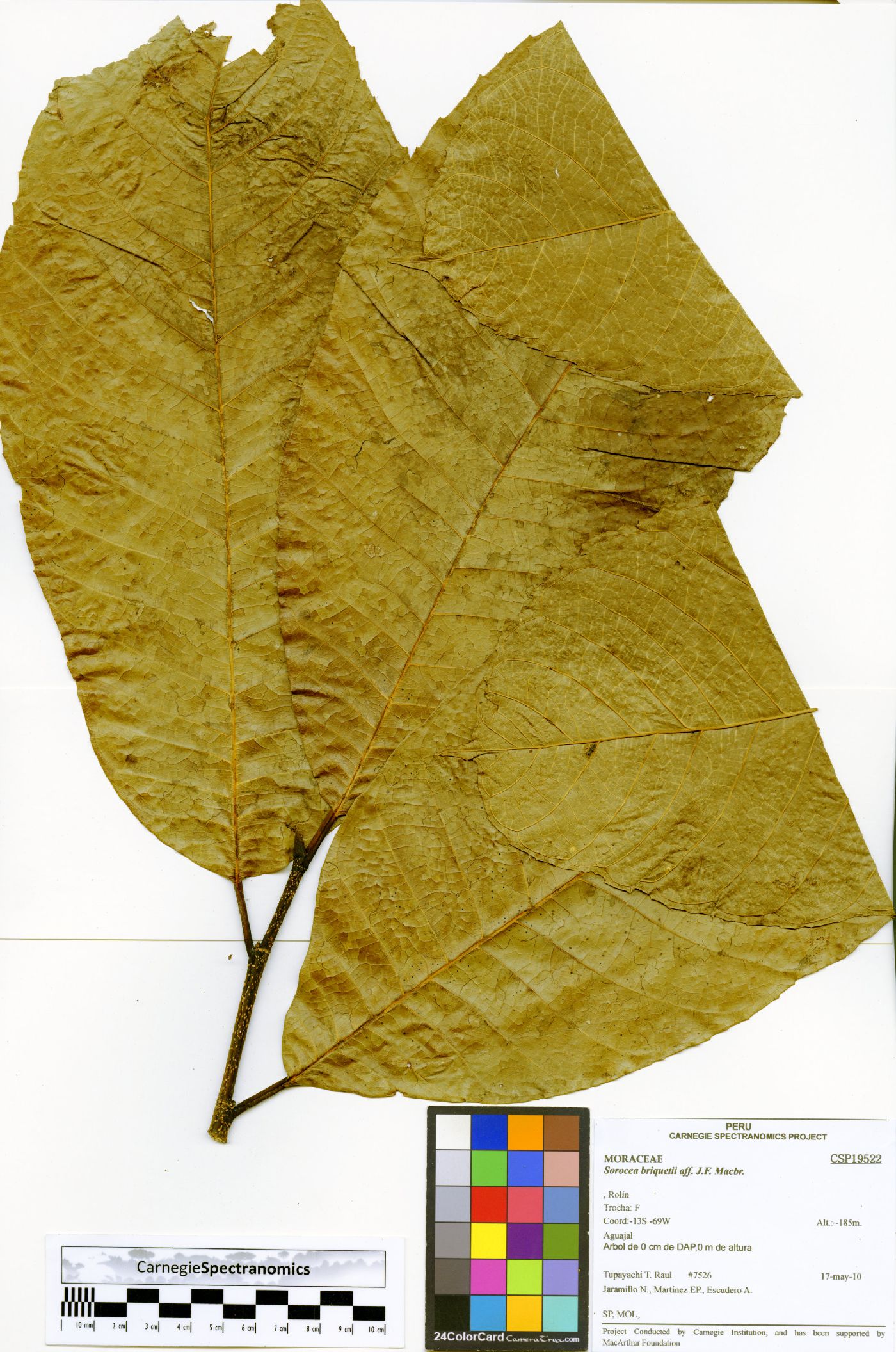 Sorocea image