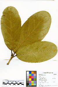 Ficus obtusifolia image