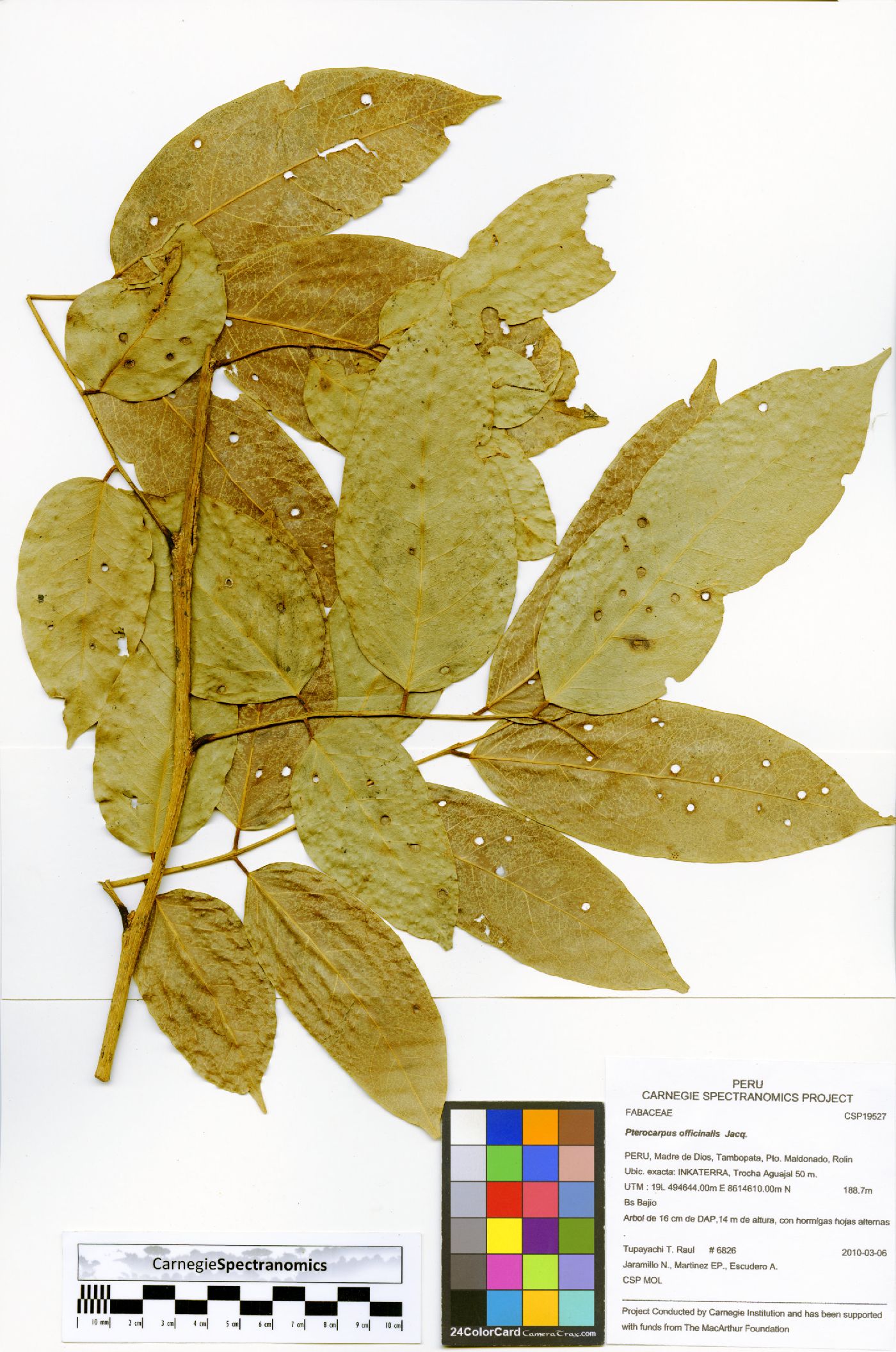 Pterocarpus officinalis image