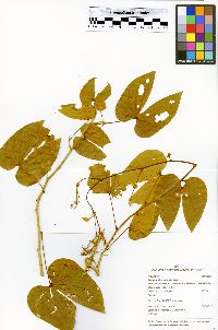 Bauhinia glabra image