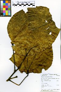 Image of Anomospermum grandifolium