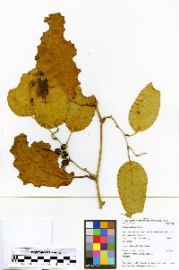 Smilax purhampuy image