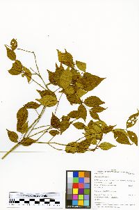 Eugenia uniflora image