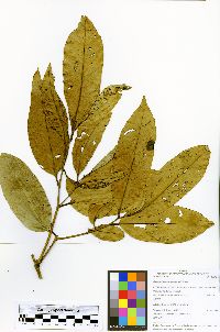 Diospyros digyna image