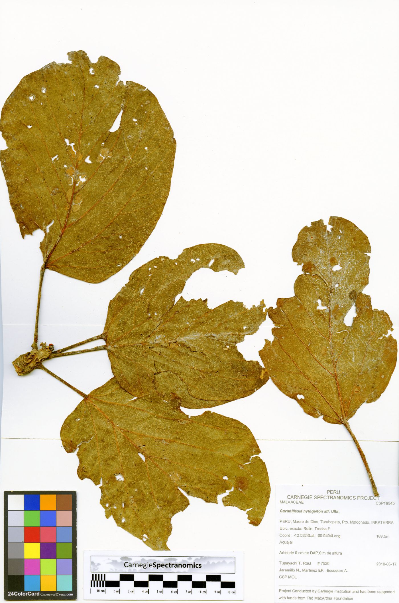 Cavanillesia hylogeiton image