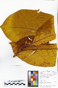 Ladenbergia oblongifolia image