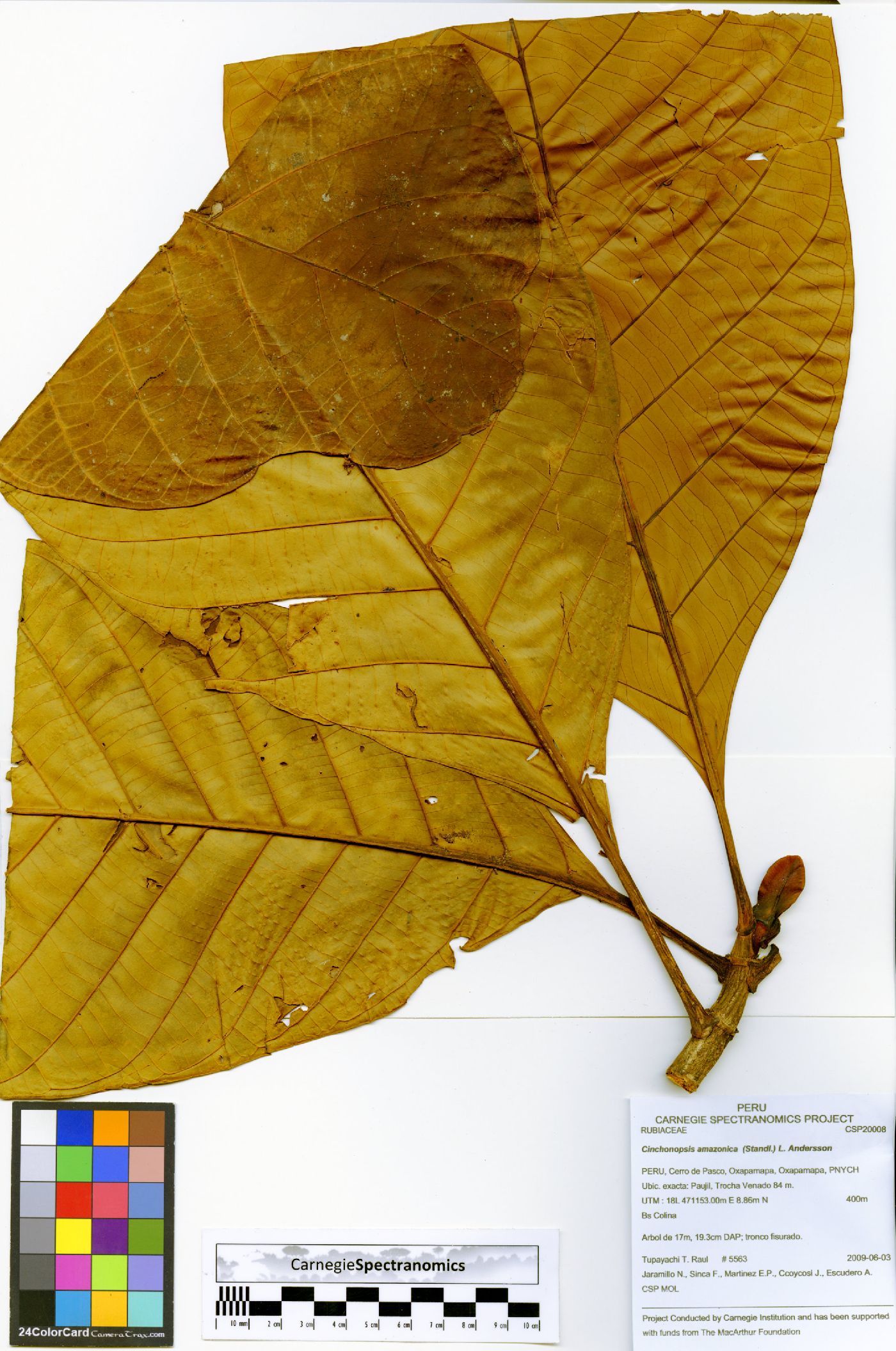 Cinchonopsis amazonica image