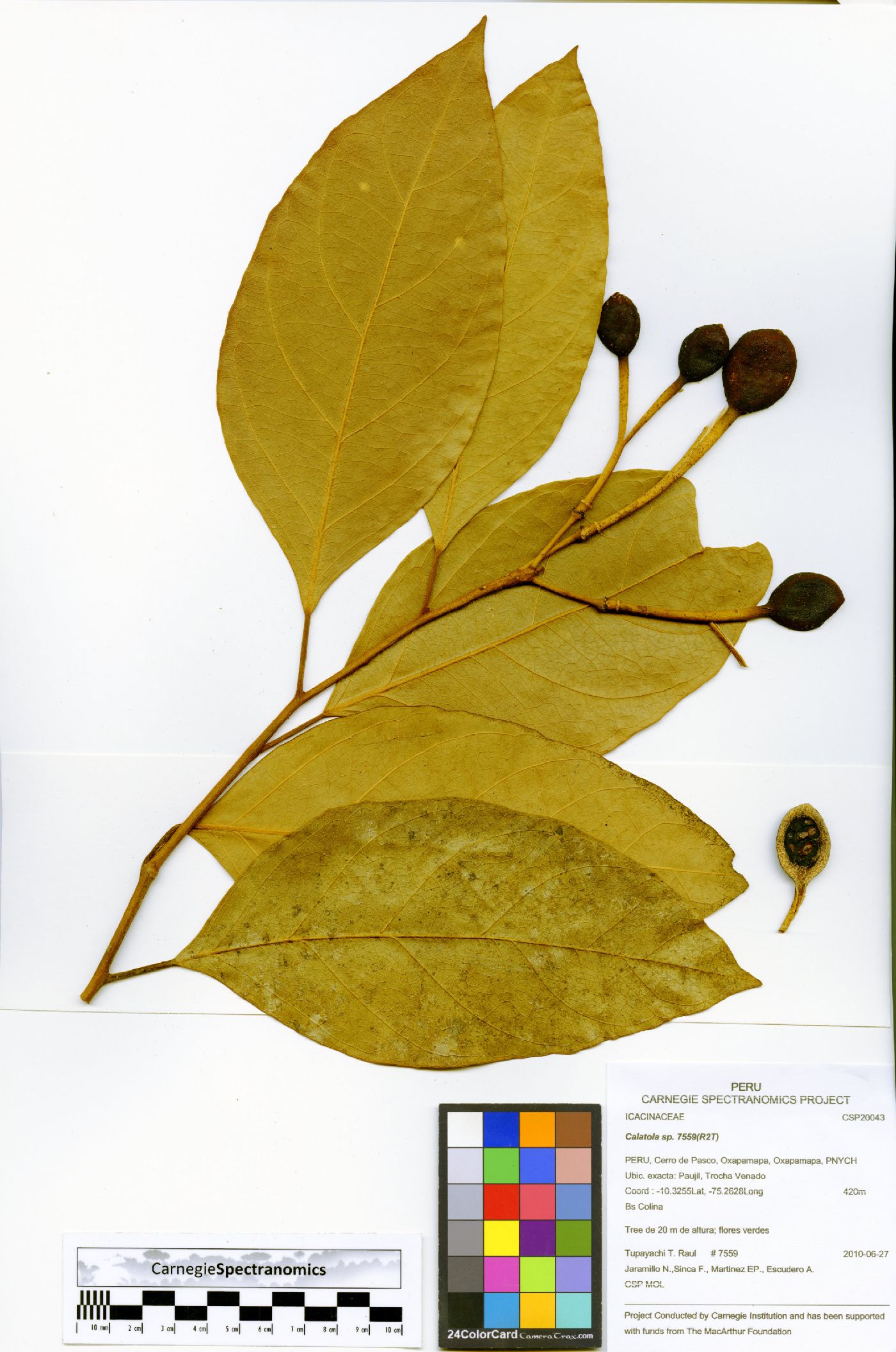 Preslianthus pittieri image