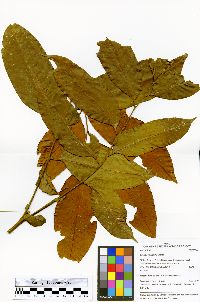 Trichilia micrantha image