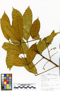 Guarea macrophylla image