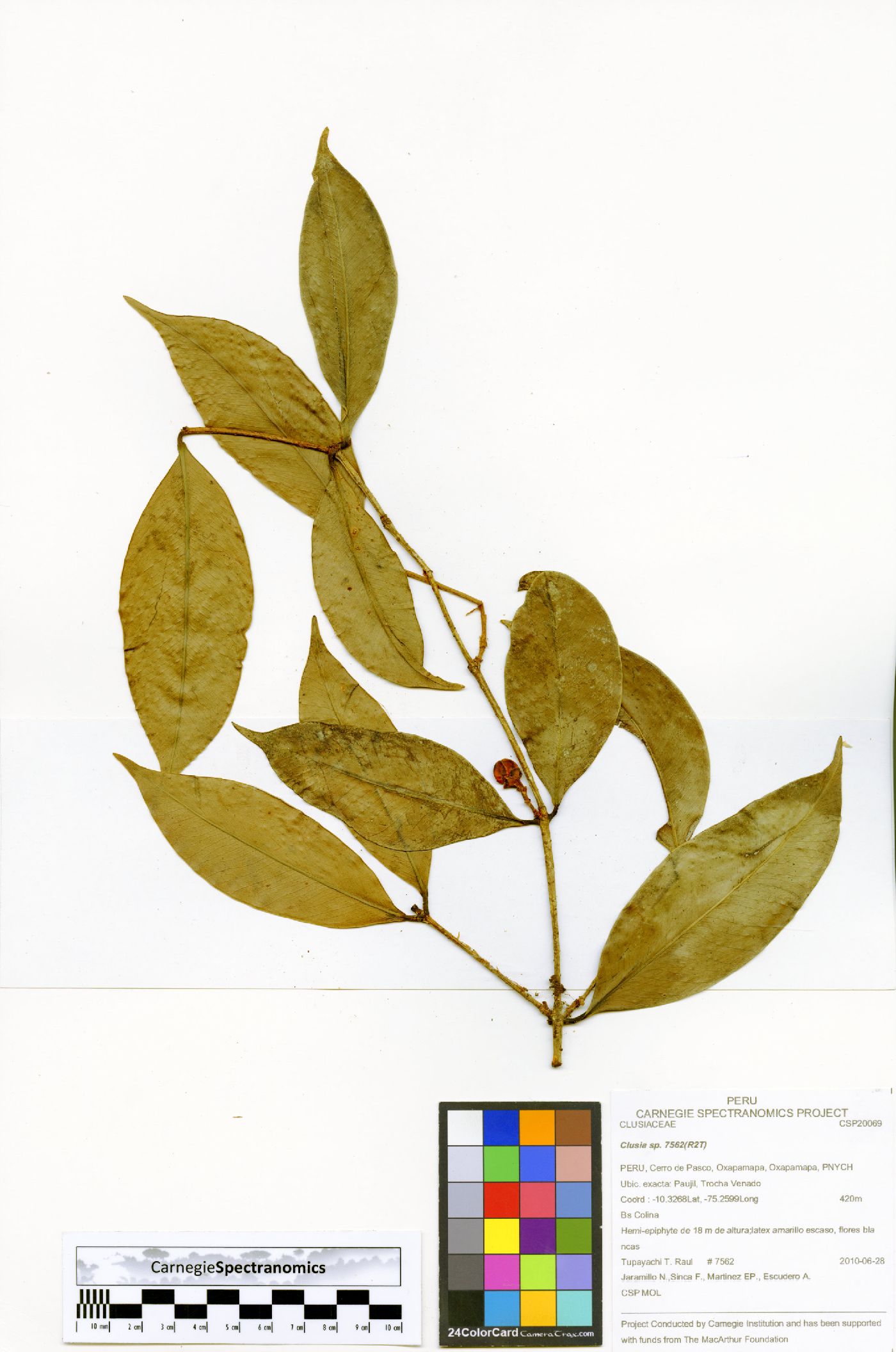 Clusiella image