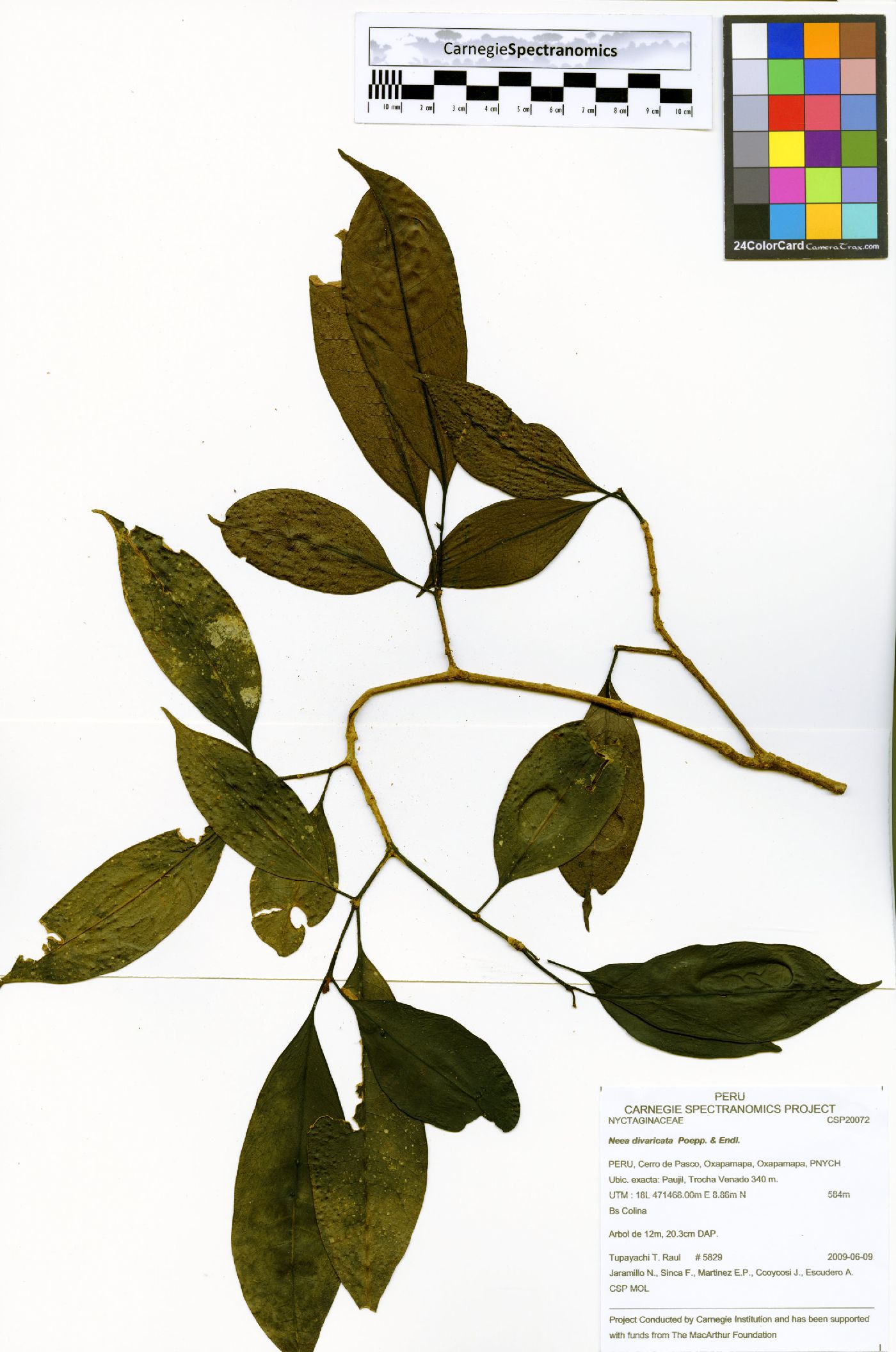 Neea divaricata image