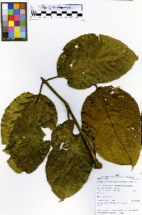 Bronwenia mathiasiae image