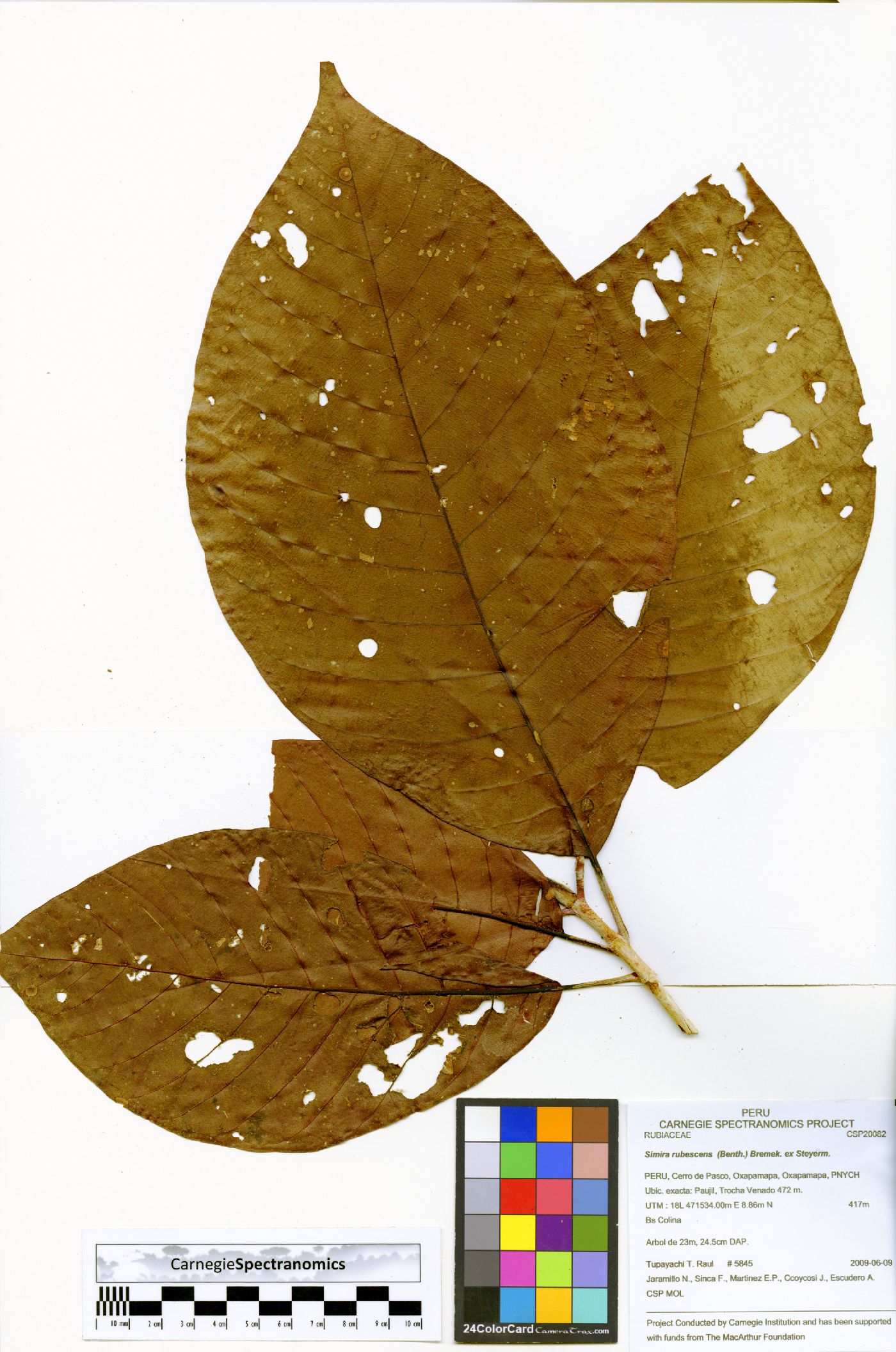 Simira rubescens image