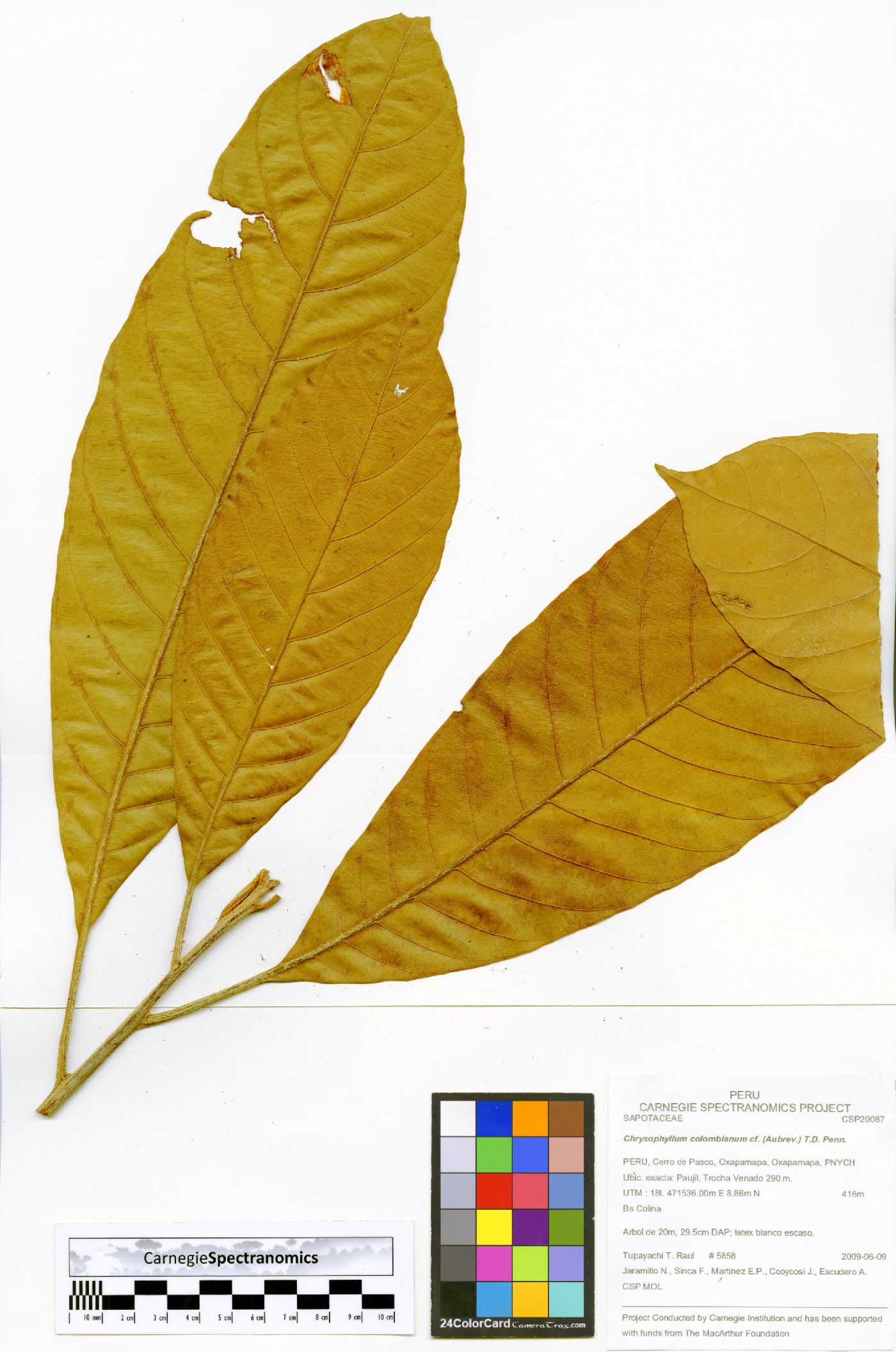 Chrysophyllum colombianum image