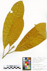 Image of Chrysophyllum colombianum