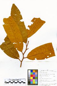 Iryanthera paraensis image