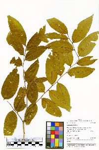 Margaritaria nobilis image