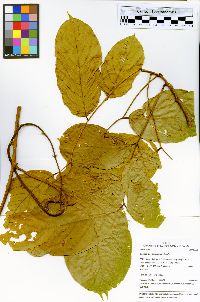 Machaerium floribundum image