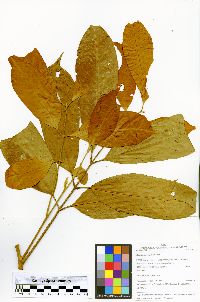 Guarea macrophylla image