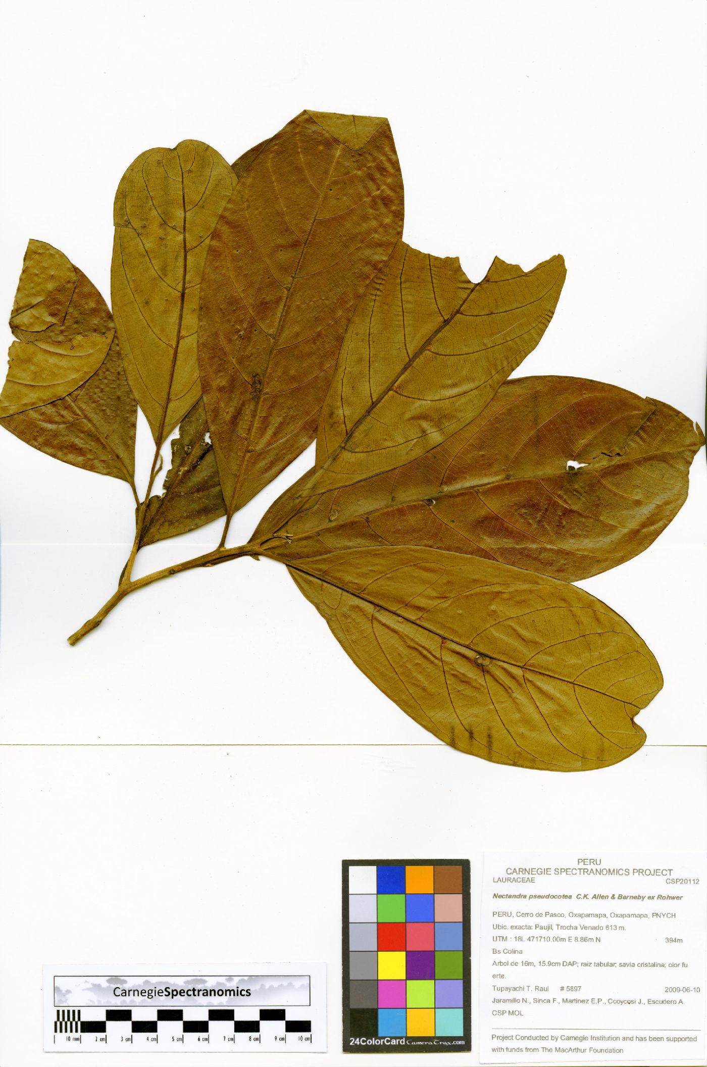 Nectandra pseudocotea image