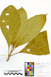Tetrorchidium macrophyllum image