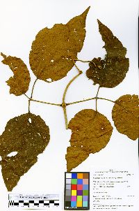 Image of Fridericia cinnamomea
