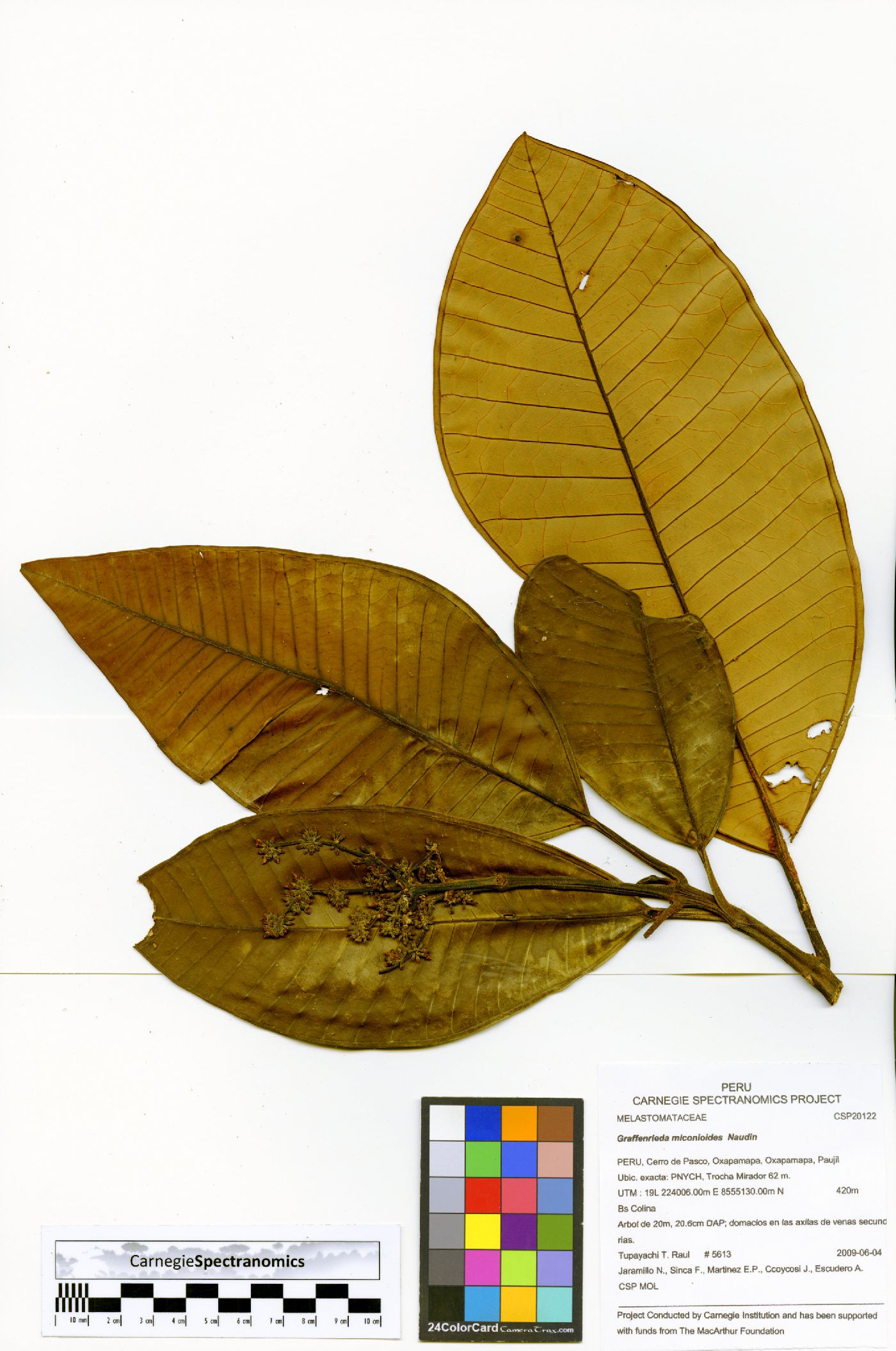 Graffenrieda miconioides image