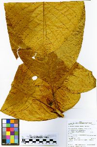 Cinchonopsis amazonica image