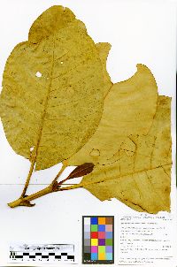 Dystovomita paniculata image