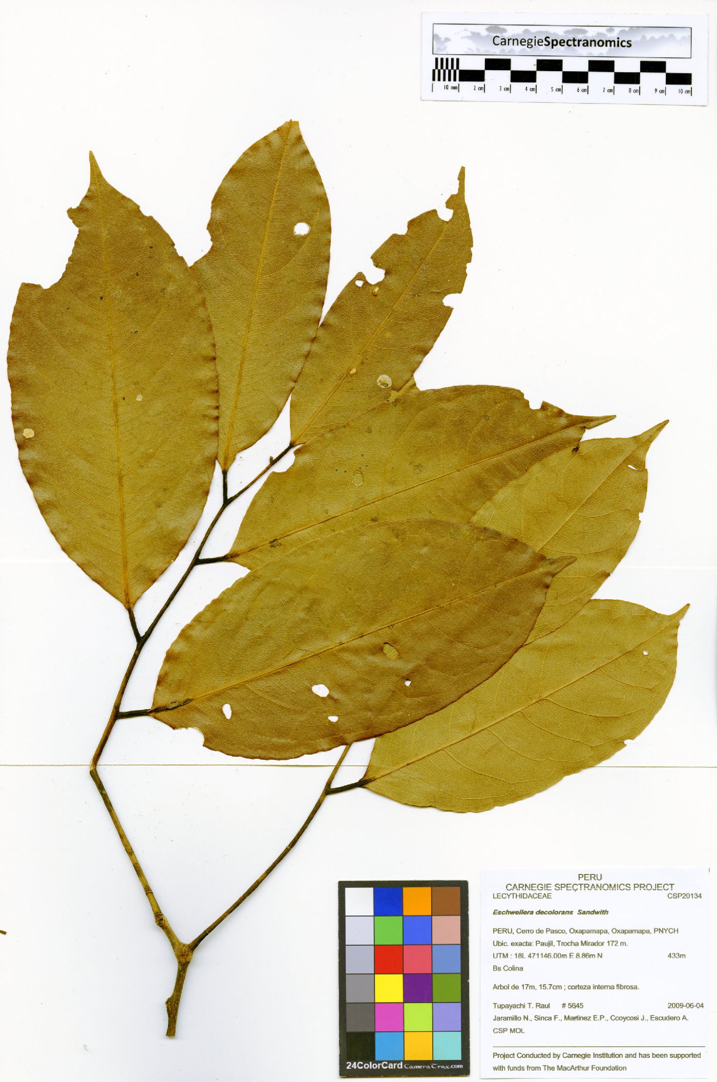 Eschweilera decolorans image