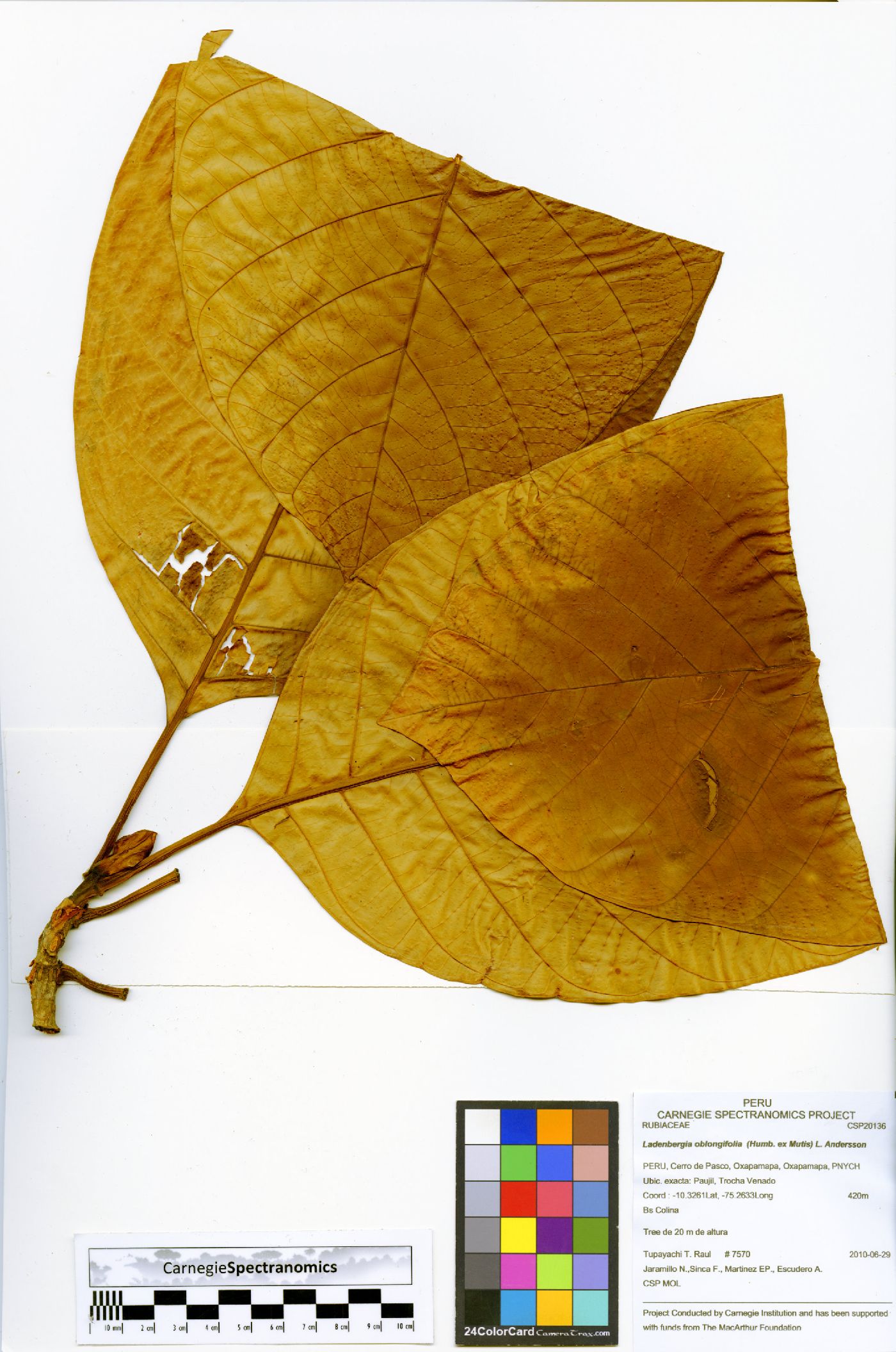 Ladenbergia oblongifolia image