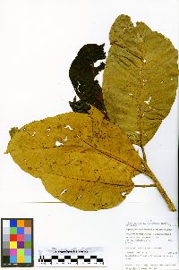 Chrysophyllum sanguinolentum subsp. sanguinolentum image