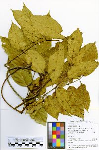 Deguelia scandens image