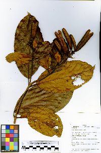 Ferdinandusa loretensis image