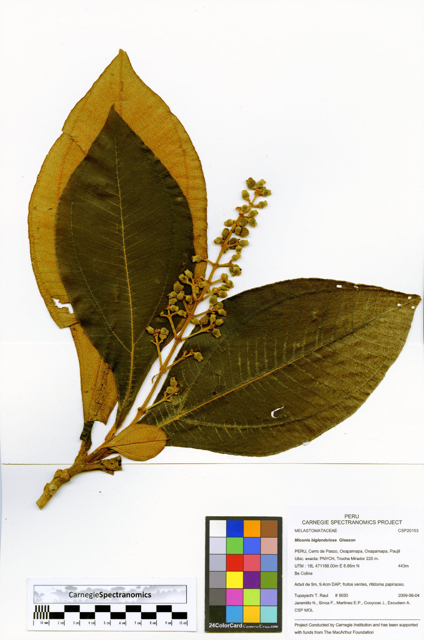 Miconia biglandulosa image