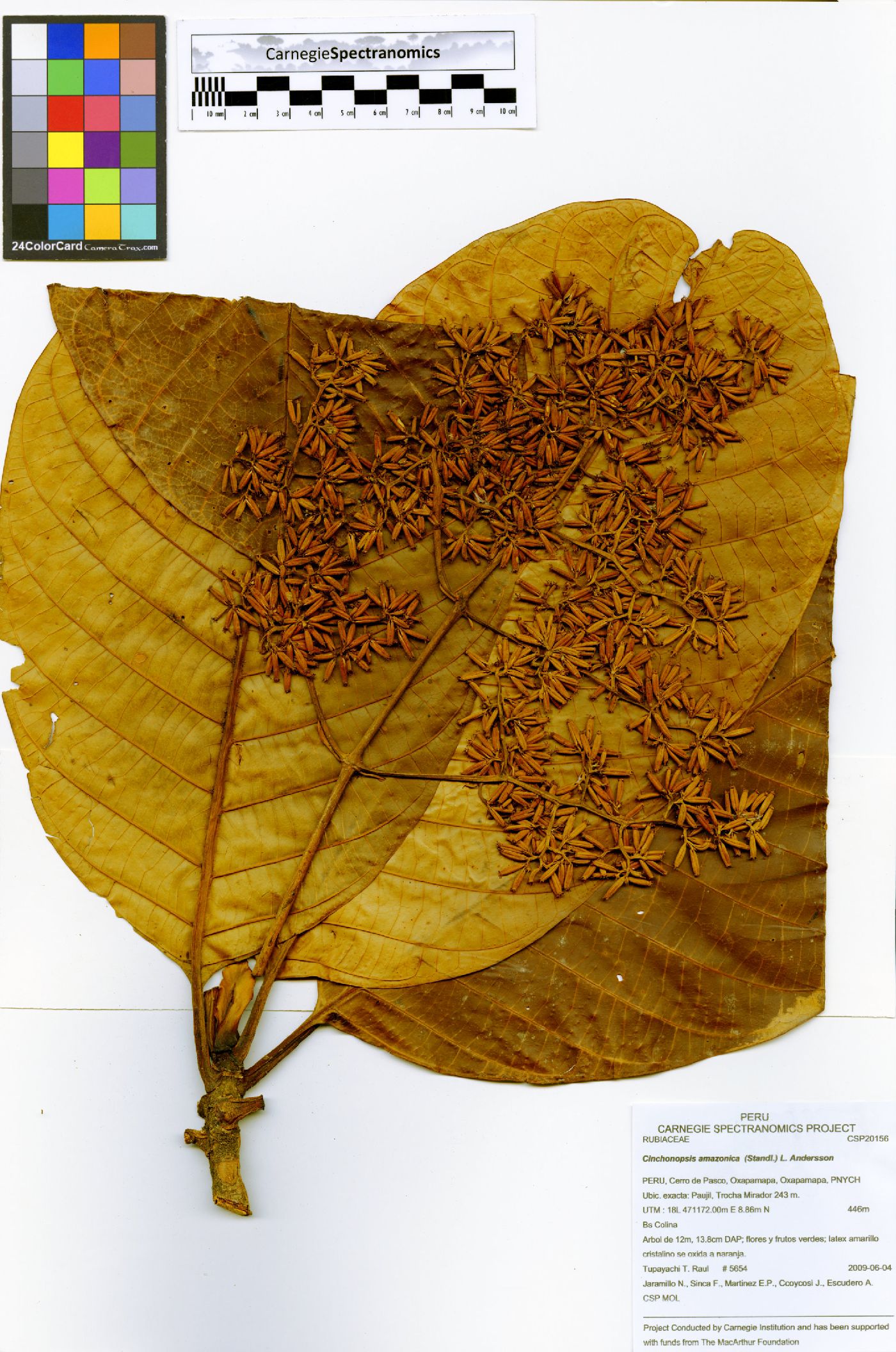 Cinchonopsis amazonica image