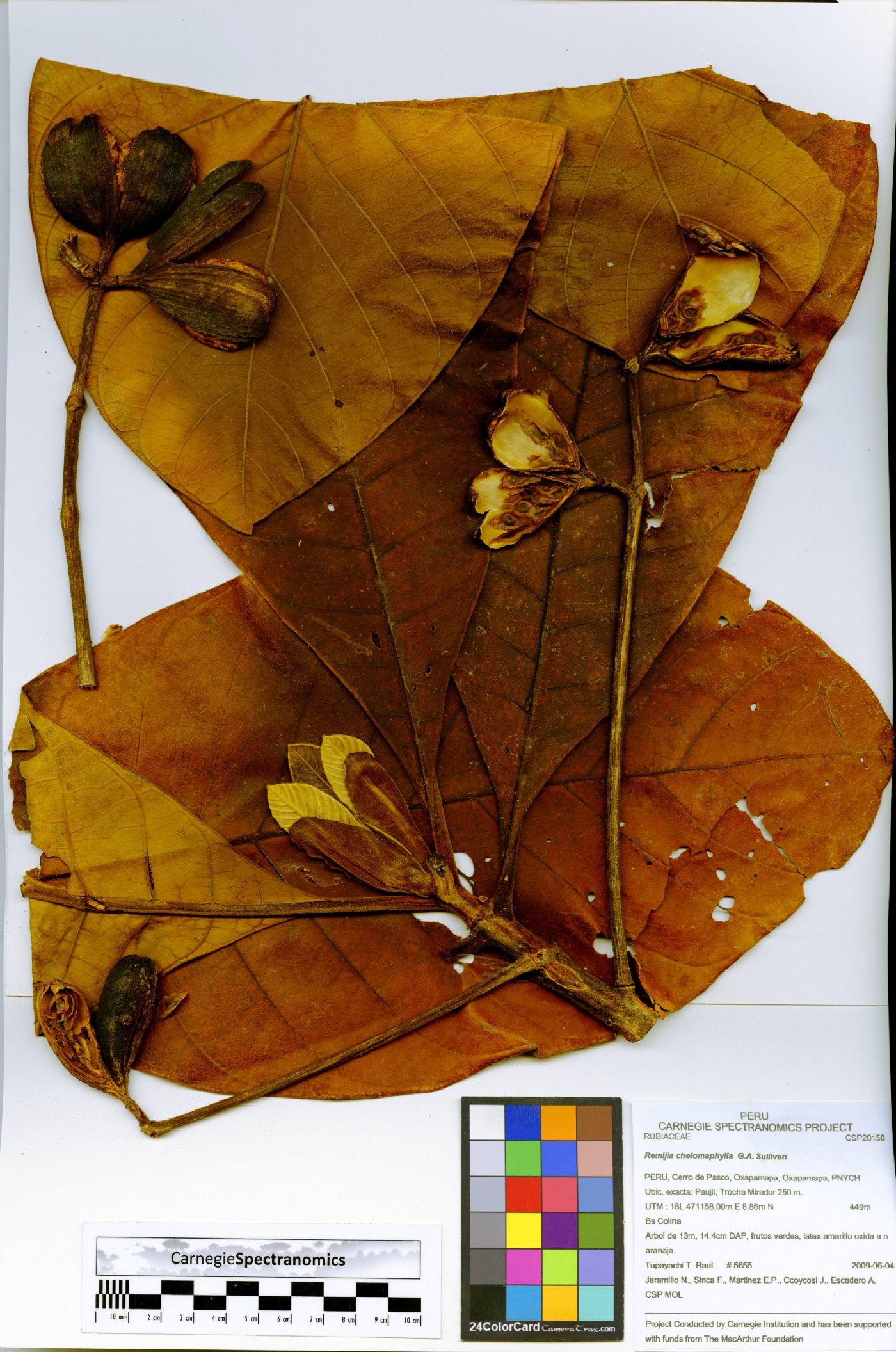 Remijia chelomaphylla image