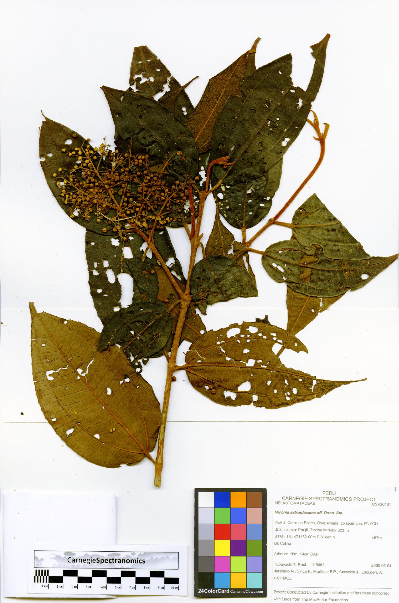Miconia astroplocama image