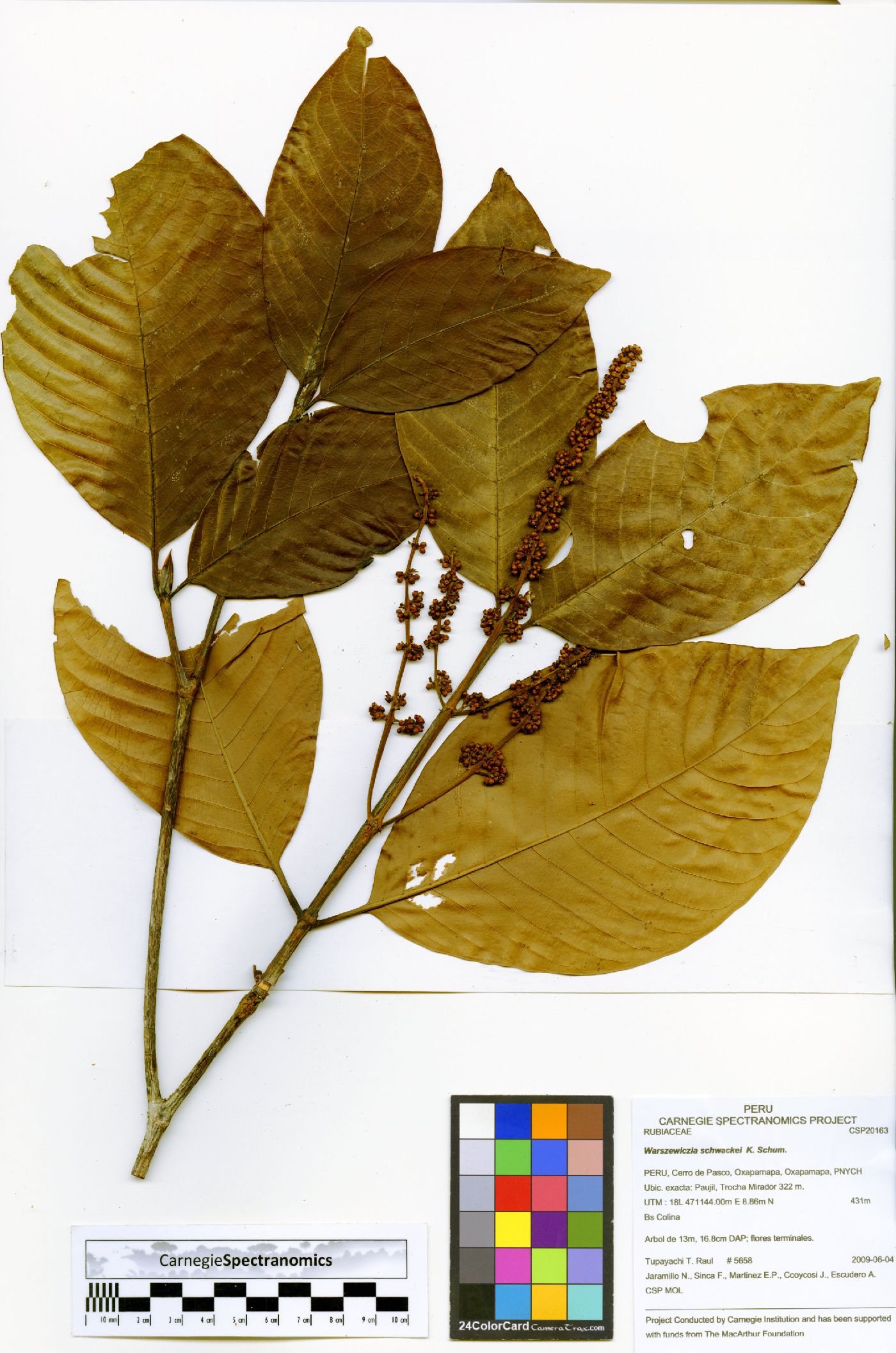 Warszewiczia schwackei image
