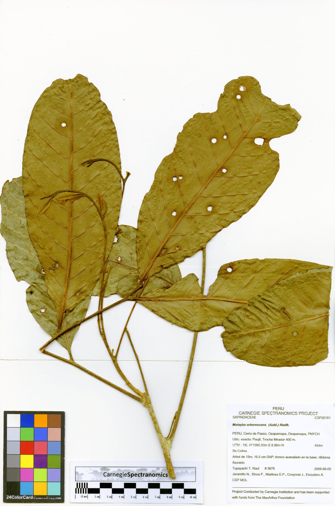 Matayba arborescens image
