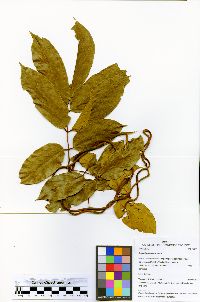 Deguelia scandens image