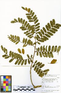 Machaerium ferox image