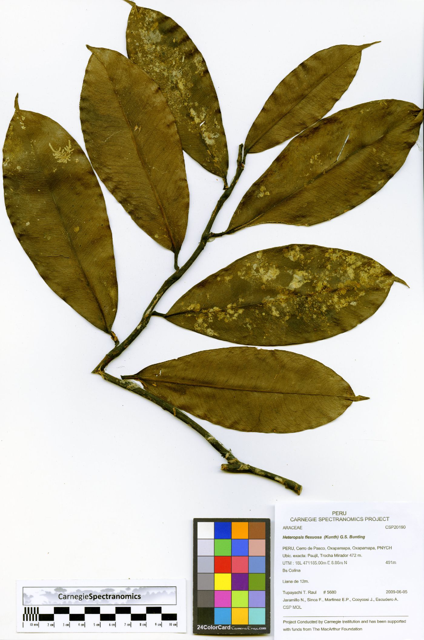 Heteropsis flexuosa image