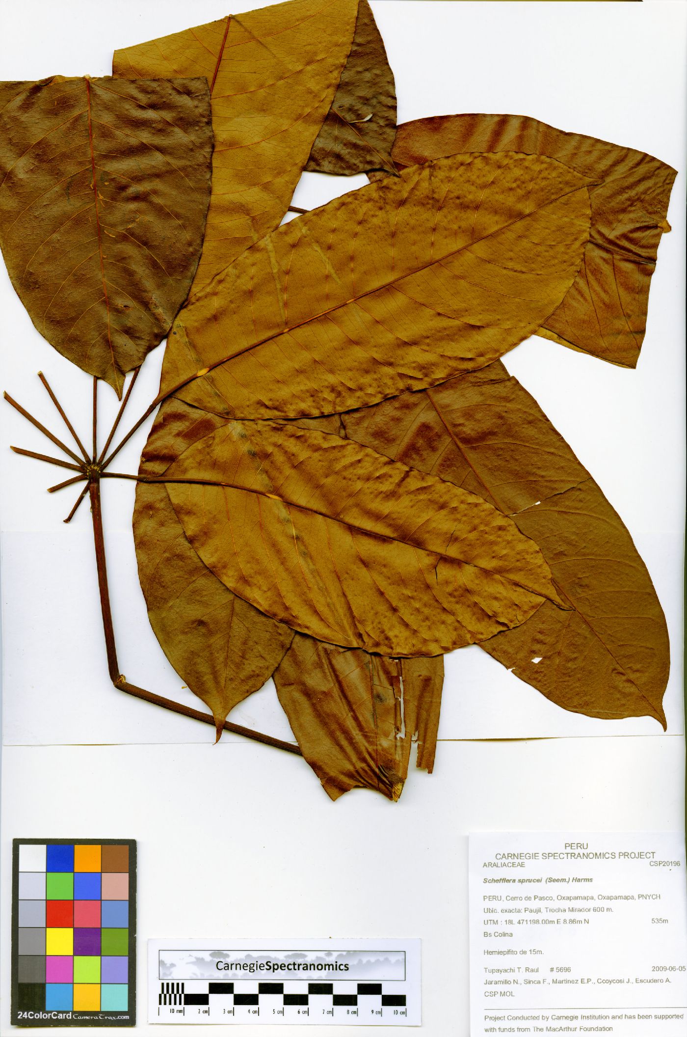 Schefflera sprucei image