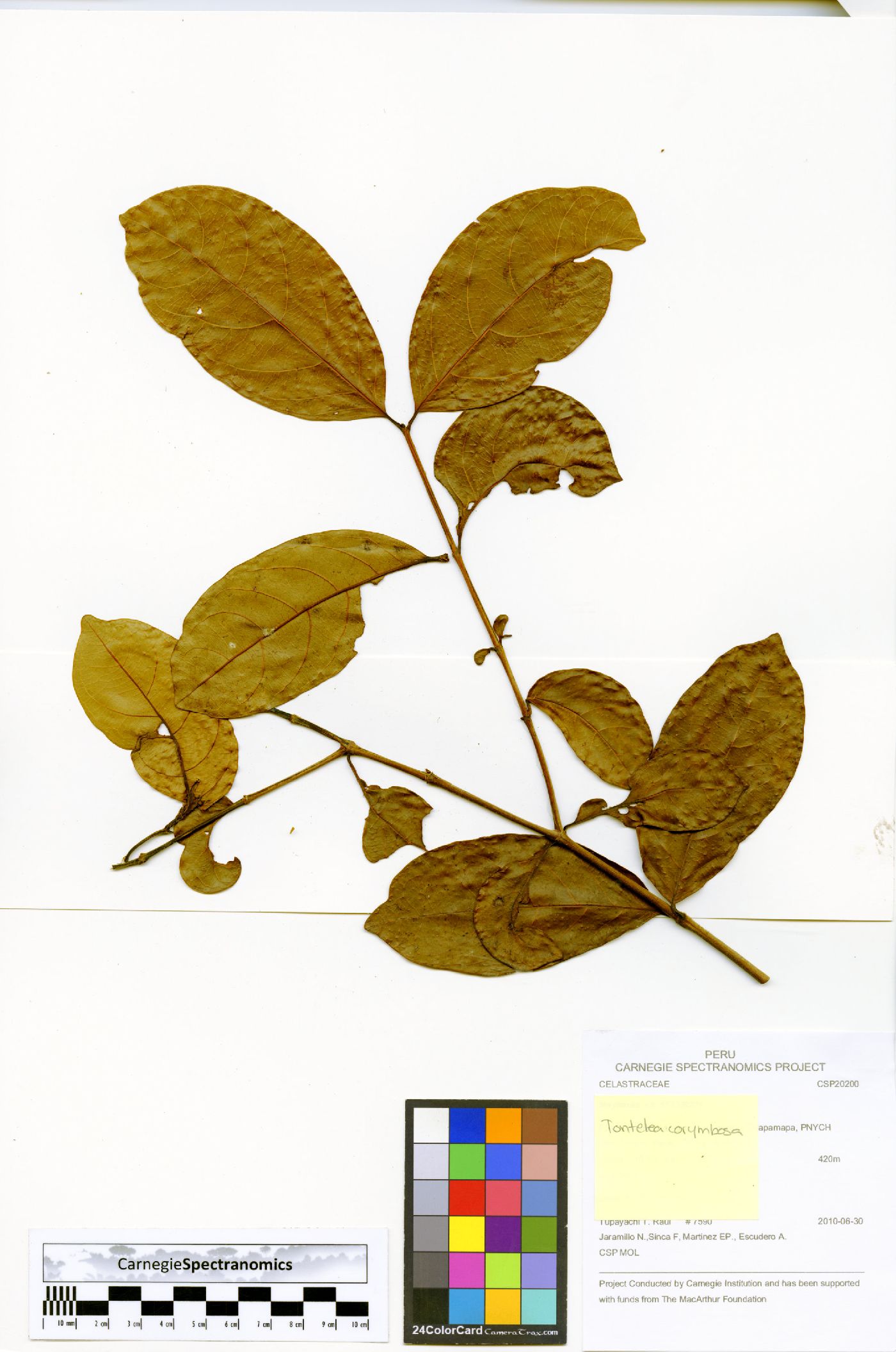 Tontelea corymbosa image