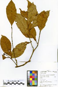 Hirtella excelsa image