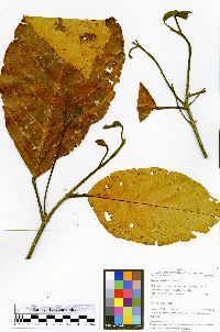 Image of Sloanea multiflora