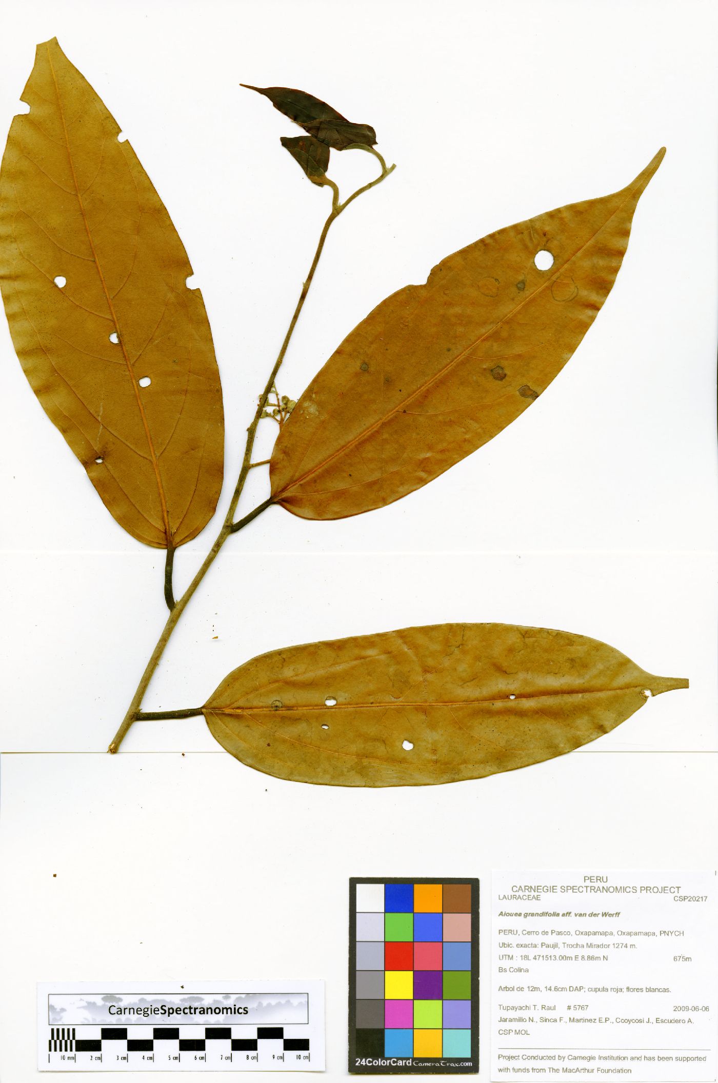 Aiouea grandifolia image